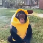 BlueIbuprofen's Avatar'