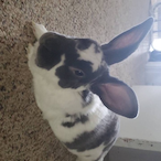 Panther229636's Avatar'