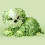 San-Cha's Avatar'
