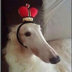 Lord.Foog's Avatar'