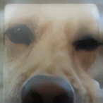 shwoush's Avatar'