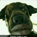 Amazing_Anubis's Avatar'