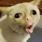 RecklessGizmo's Avatar'