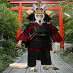 Jakkoos's Avatar'
