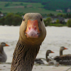 Goose.Cryptic's Avatar'