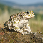 ArmatumBufo's Avatar'