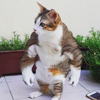 NEVERTRUSTAH0E's Avatar'