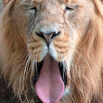 A.SchnitzlerTTV's Avatar'