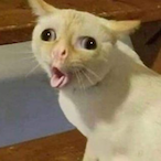 SpiderCat2.0's Avatar'