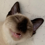NyanSlayer's Avatar'