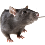 CrouchWalkinRat's Avatar'
