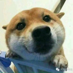 tudoudecaibi's Avatar'