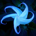 Sylufi's Avatar'