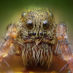 Hypnopaukan's Avatar