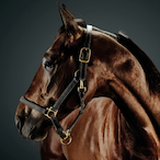 GoldenHornline's Avatar'