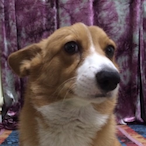 HouHou_FatCorgi's Avatar'