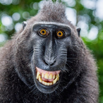 ImFartyBarty's Avatar'