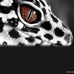 LeoparGecko's Avatar'