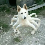 OctoDawgg's Avatar'