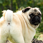 WhiffTasticPug's Avatar'