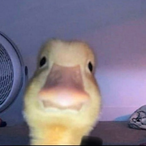 Young_ugly_kiwi's Avatar'