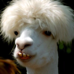 Ch3vreManFr's Avatar'