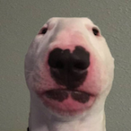 D4Doge's Avatar'