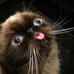 paafinas's Avatar'