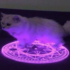 Derpycatto1's Avatar'