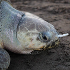 NotAdrenaline's Avatar'