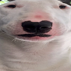 azxom's Avatar'