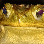 Egobegoss's Avatar'