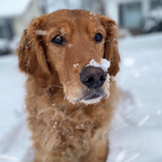 ZombiesFlame's Avatar