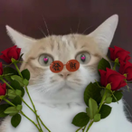Wuhu-Oldcat's Avatar'