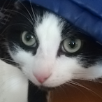 beerthecat's Avatar'