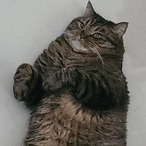 WeGoJIM-Zyzz's Avatar'