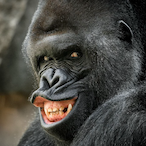 MONKAMAYNE's Avatar'