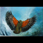 Parrot5229's Avatar'