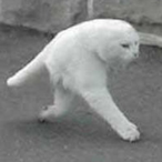 TirBalok's Avatar'
