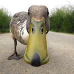 KeruychatheRat's Avatar'