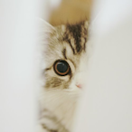 Serubuin1026's Avatar'