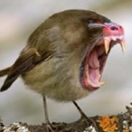 FlyinMandrill's Avatar'