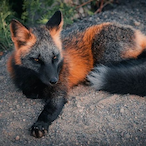 smellyfox41's Avatar'