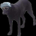 KennyDingo's Avatar'