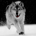 Valexyx's Avatar'