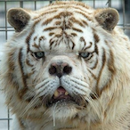 Egocentric_Lion's Avatar'