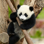 PimmeI_Panda_'s Avatar'