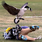 the-URBAN-goose's Avatar'