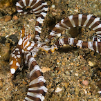 Mr.Wunderpus's Avatar'