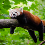 ThePandduh's Avatar'